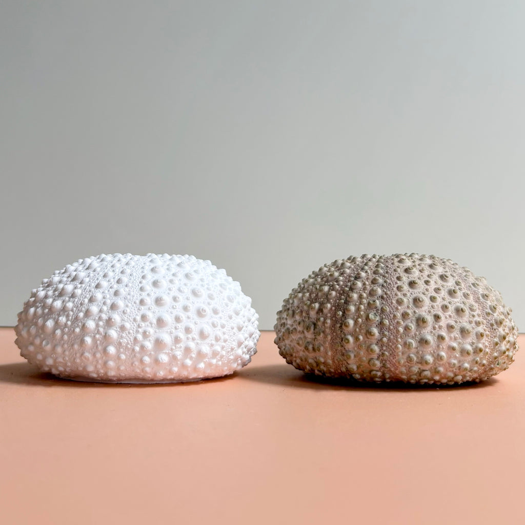 Sea Urchin Card & Photo Holder — Eco Resin | Coastal Wedding Decor
