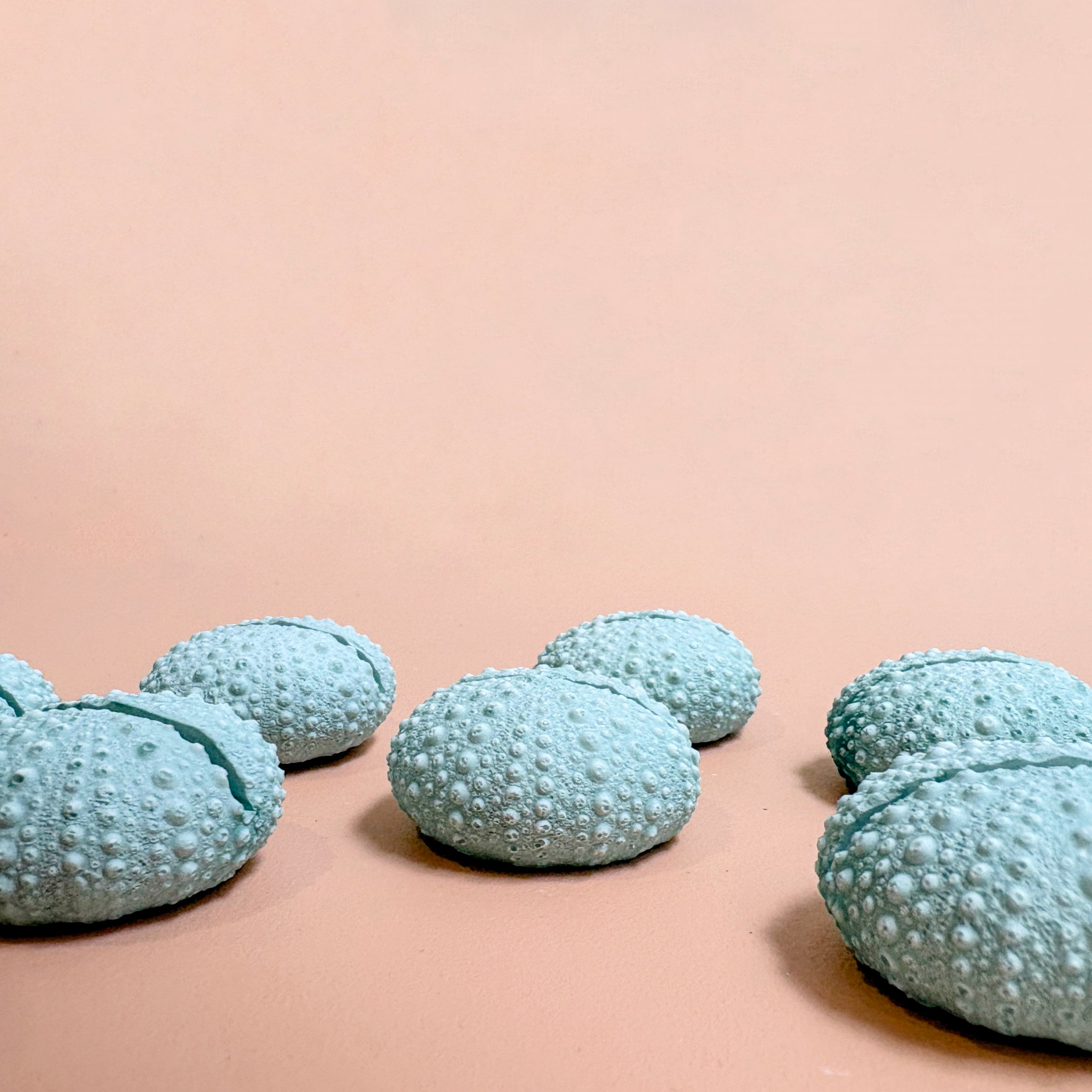 Green Sea Urchin Name Card & Photo Holder / wedding favour