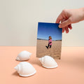 eco resin sea shell photo display