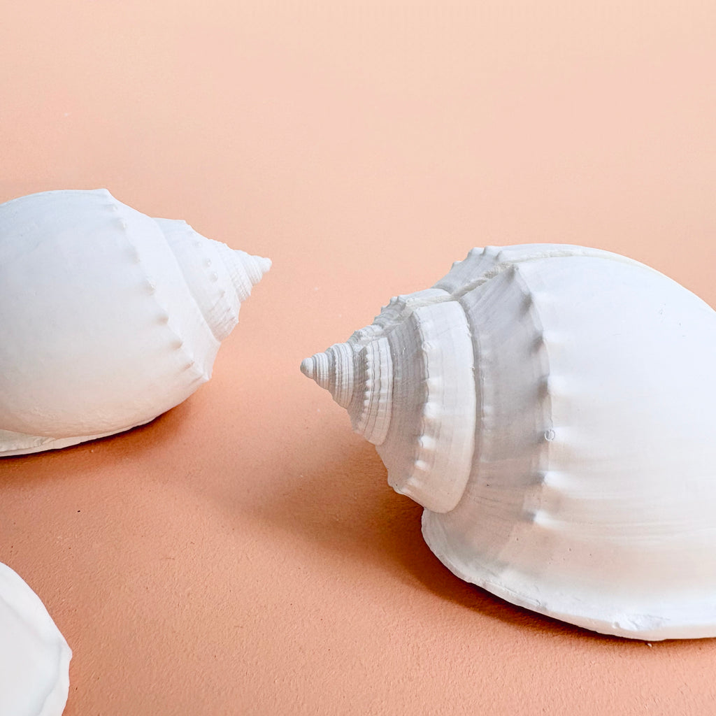 eco resin sea shell photo display