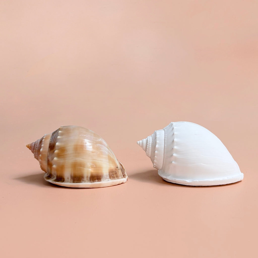 eco resin sea shell photo display