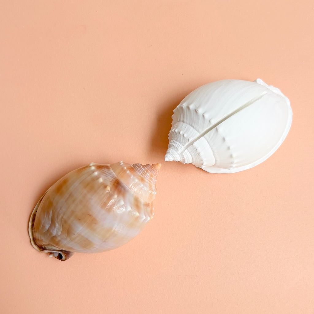 eco resin sea shell photo display