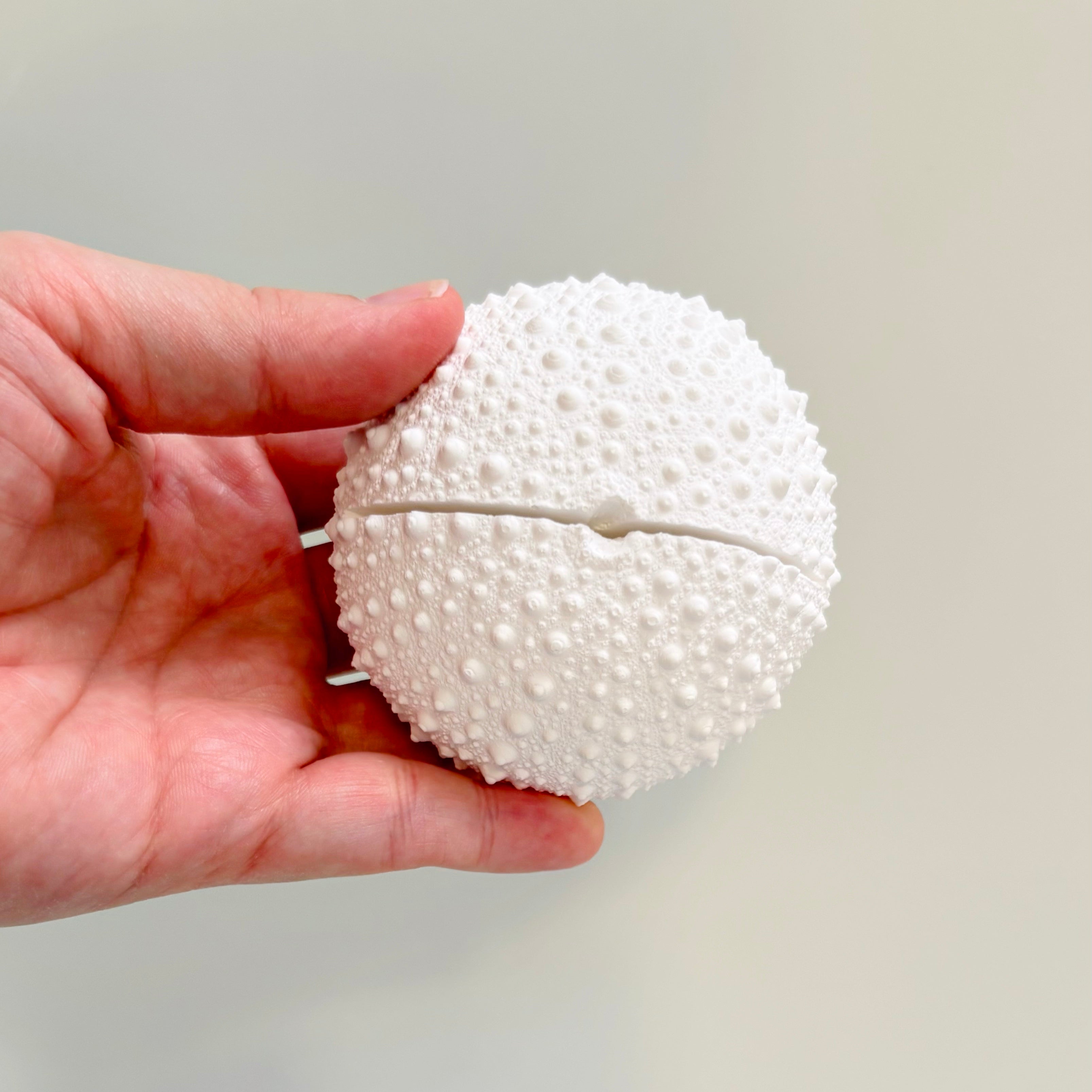 Sea Urchin Card & Photo Holder — Eco Resin | Coastal Wedding Decor